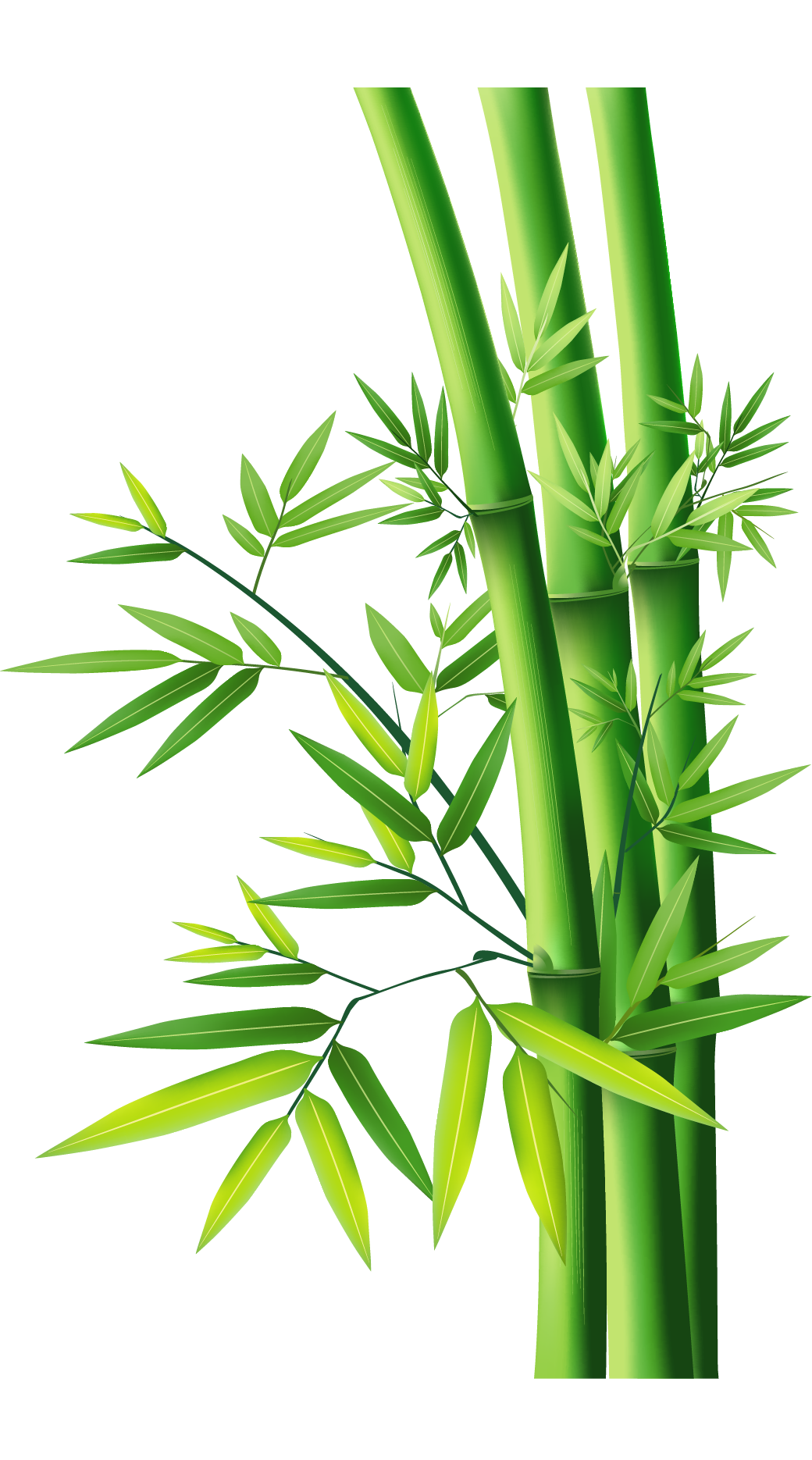 Bamboo stalks