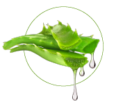 Aloe vera kivonat